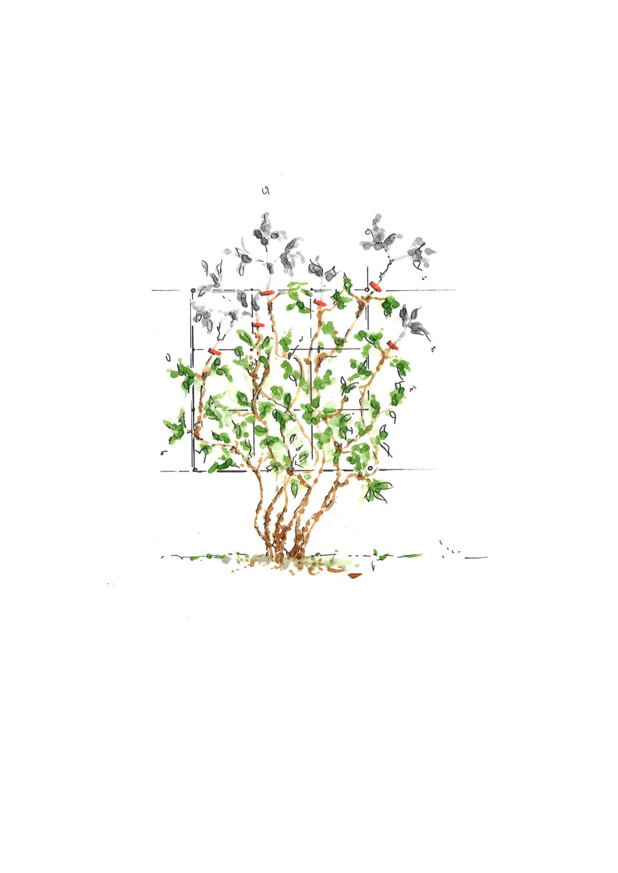Clematis schneiden Starkl Gartenblog Tipps & Tricks rund um das