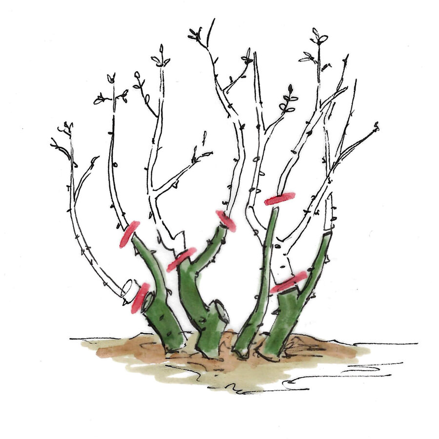 Rosen richtig schneiden Anleitung für alle Rosenarten Starkl