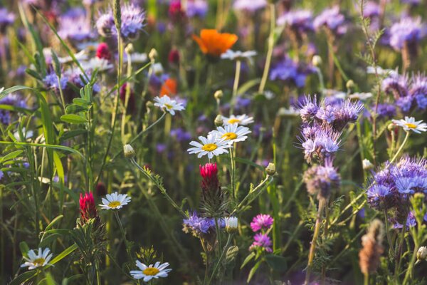 Bienenfutterpflanzen - Die besten Pflanzen für Bienen