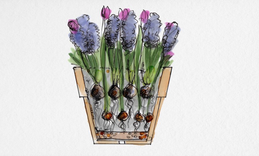Die Lasagne-Methode mit Blumenzwiebeln | Starkl Gartenblog - Tipps & Tricks rund um das Gärtnern ...
