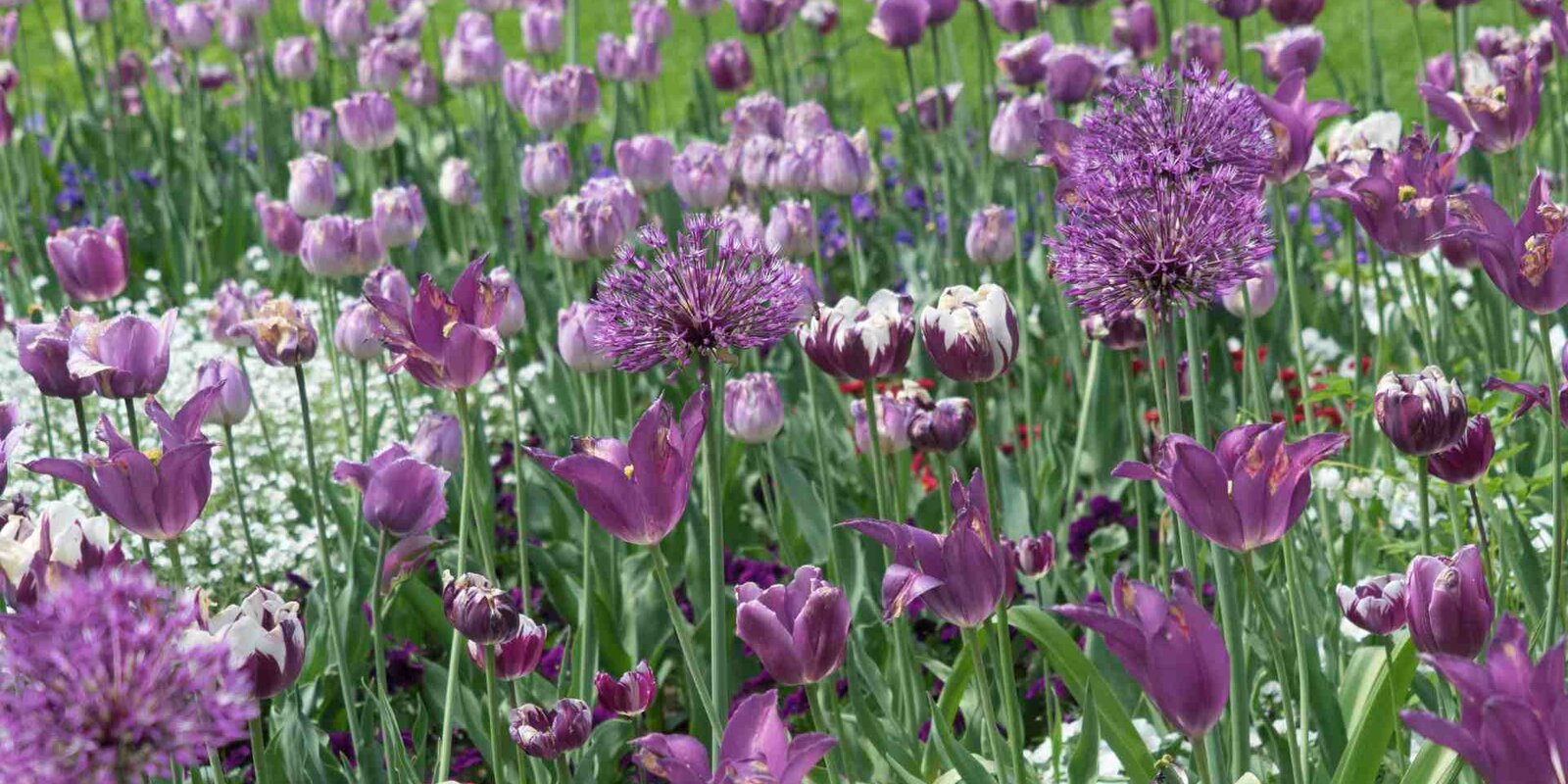 Diese Blumenzwiebel pflanzt man im Herbst Starkl Gartenblog Tipps