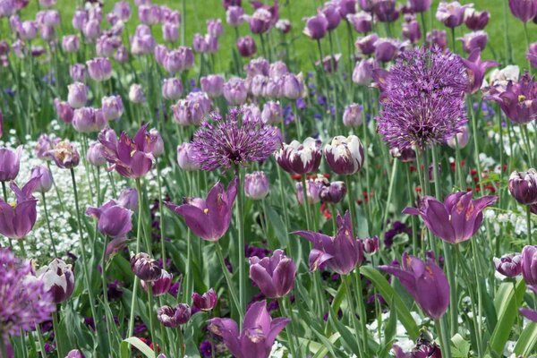 Diese Blumenzwiebel pflanzt man im Herbst