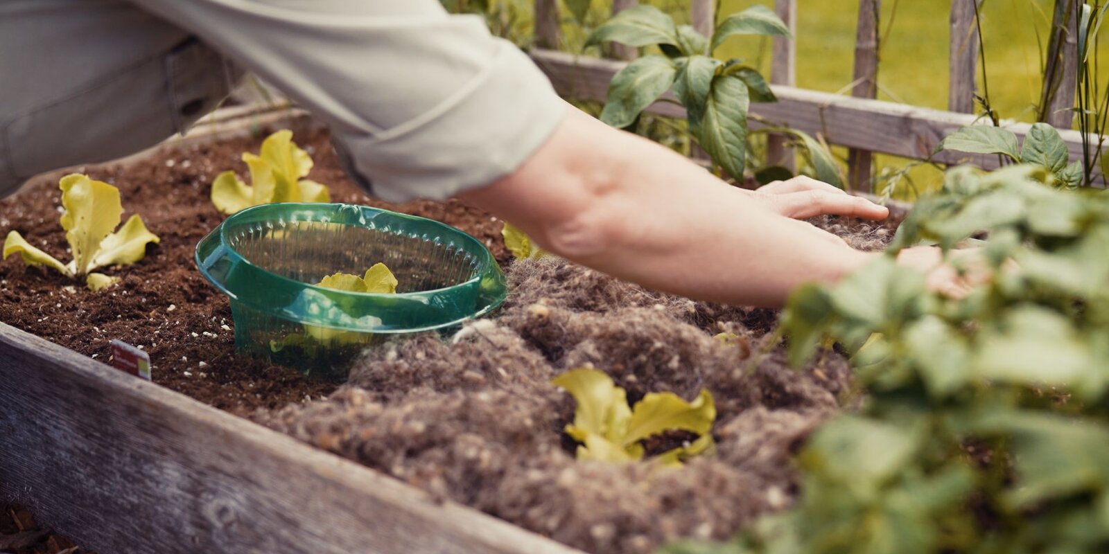Schädlingsbekämpfung im Gemüsegarten (Schnecken) Starkl Gartenblog