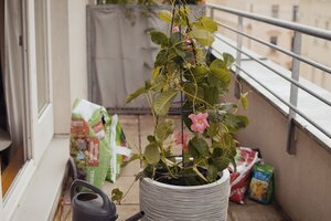 Bepflanzung im Topf für Balkon und Terrasse 