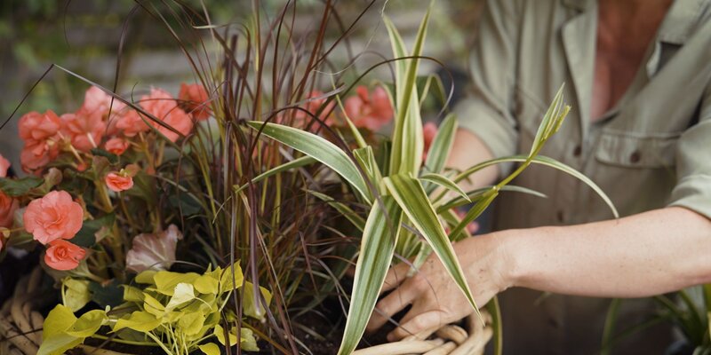 Sommerblumen für den Schatten Starkl Gartenblog Tipps & Tricks rund