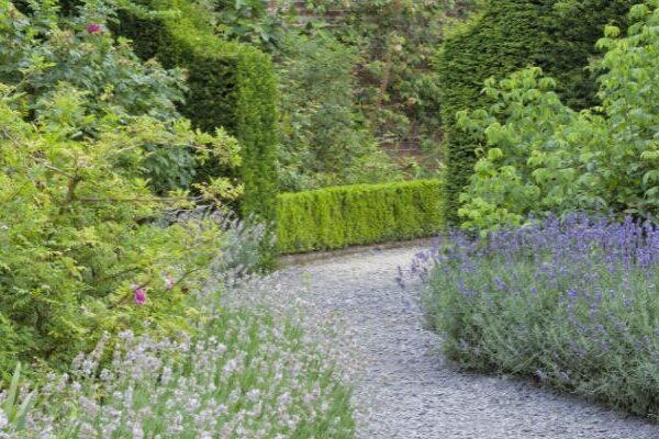 Heckenpflanzen: Die besten Alternativen zu Kirschlorbeer und Thuja!