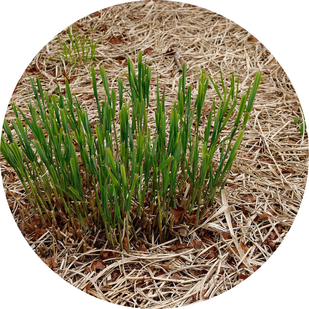 Miscanthus Mulch Nachteile