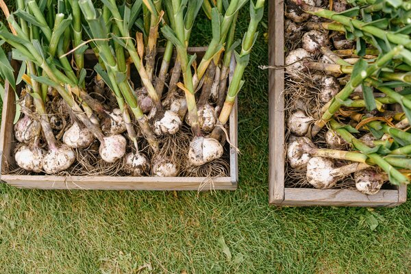 Knoblauch ernten und lagern: So gelingt es dir