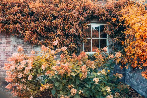 Indian Summer in Österreich – die schönsten Pflanzen für leuchtende Herbstfarben
