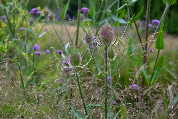 Wildstauden – Die Helden naturnaher Gärten