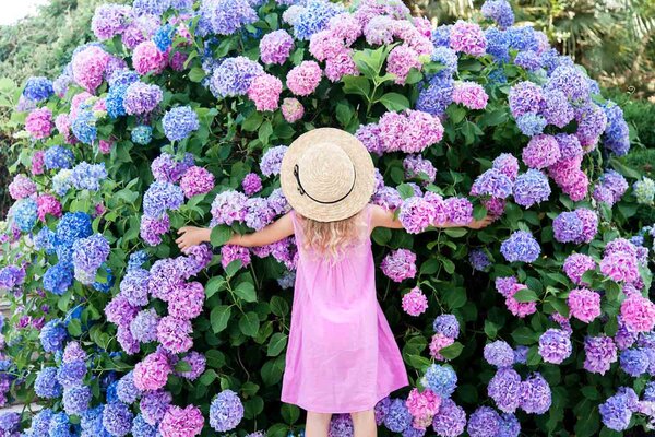 Hortensien-Arten eine Übersicht