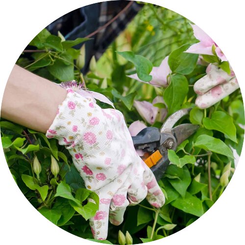 Clematis richtig schneiden (Waldrebe) | STARKL