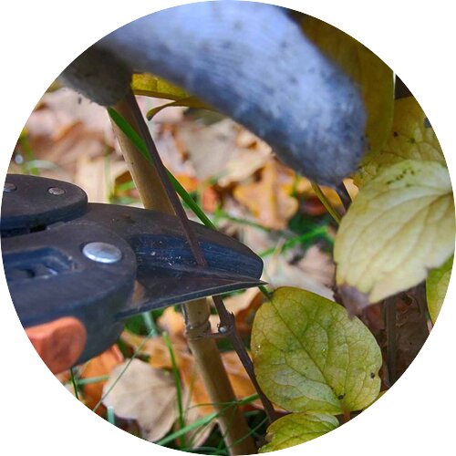 dnger fr ficus benjamini Bonsaidnger - Mineralischer NPK Flssigdnger mit Stickstoff