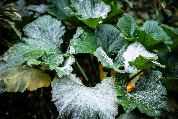Hausmittel gegen Pilze & Schädlinge bei Pflanzen