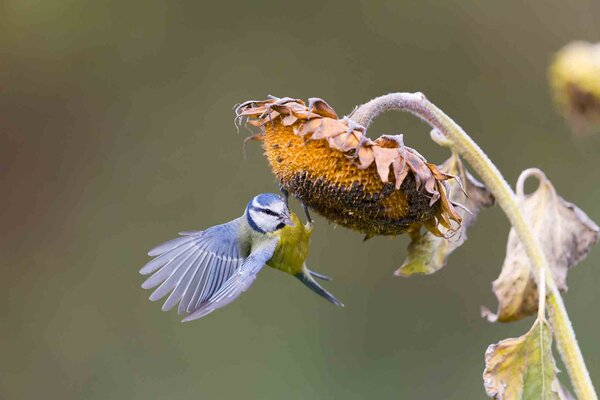 Vögel im Garten füttern: das richtige Futter und die besten Futterpflanzen