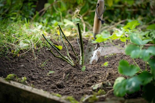 Rosen pflanzen im Herbst: So wurzeln Ihre Königinnen perfekt ein