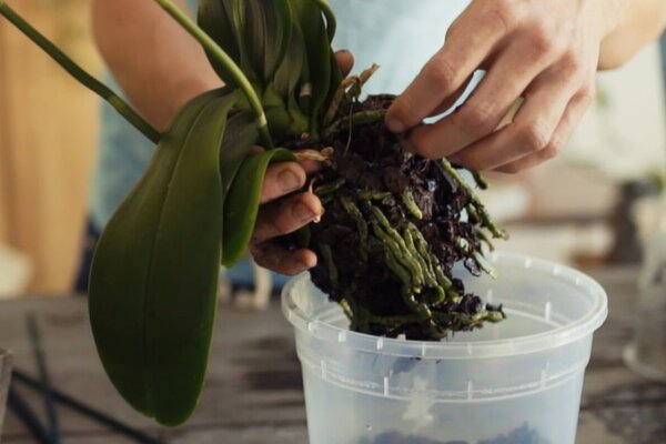 Orchideenpflege: Weniger ist mehr!