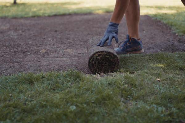Rasen neu anlegen – Aussaat, Rollrasen & Tipps nach dem Hitzesommer