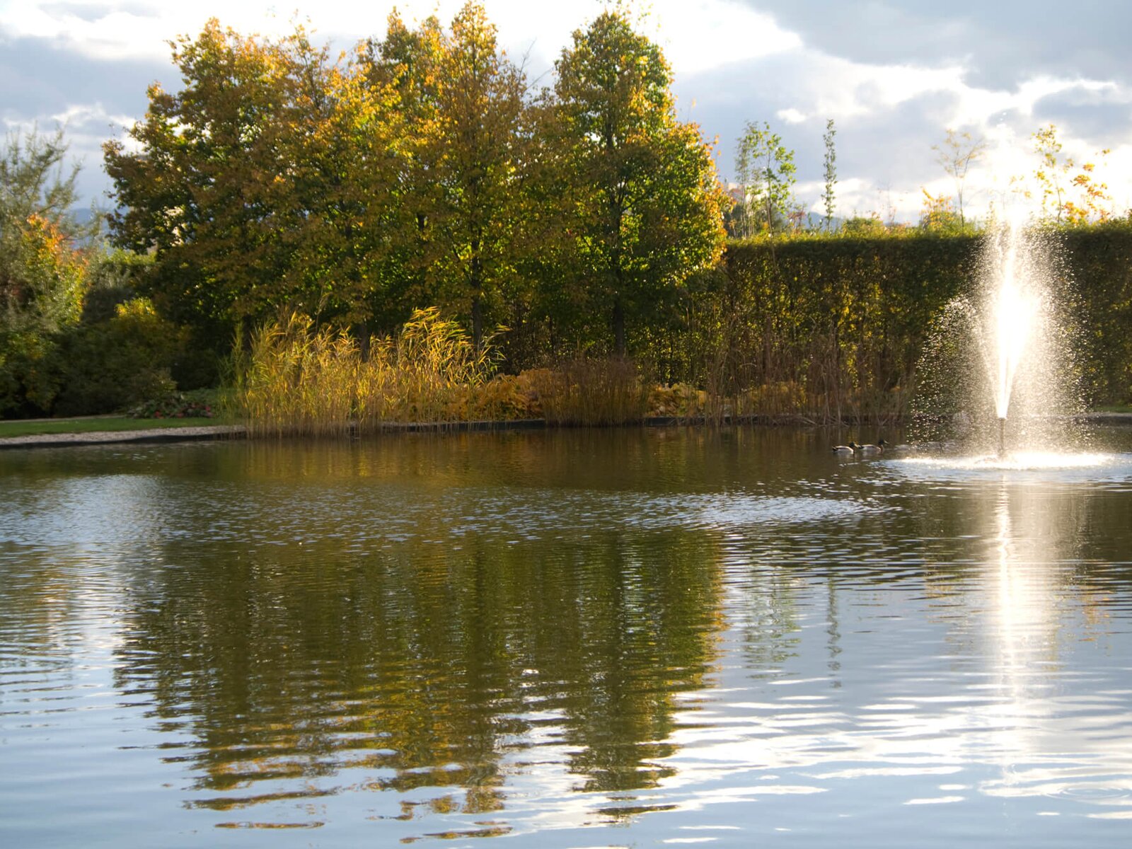 Gartencenter & Gartengestaltung Aschbach STARKL