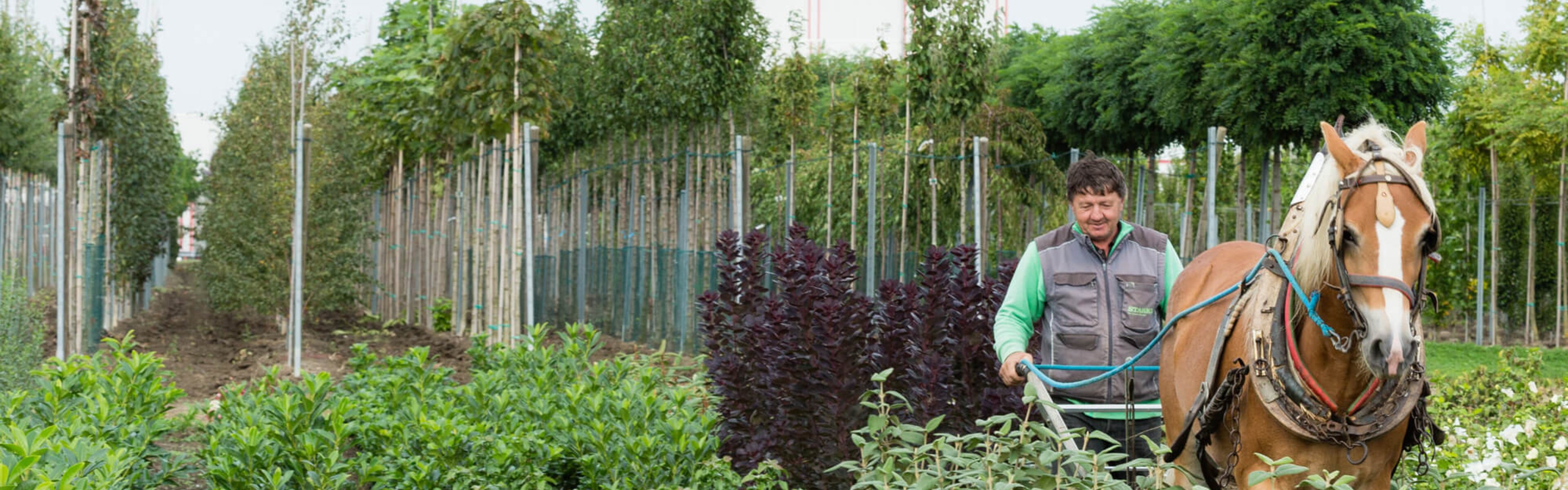 Gartencenter & Gartengestaltung Aschbach STARKL