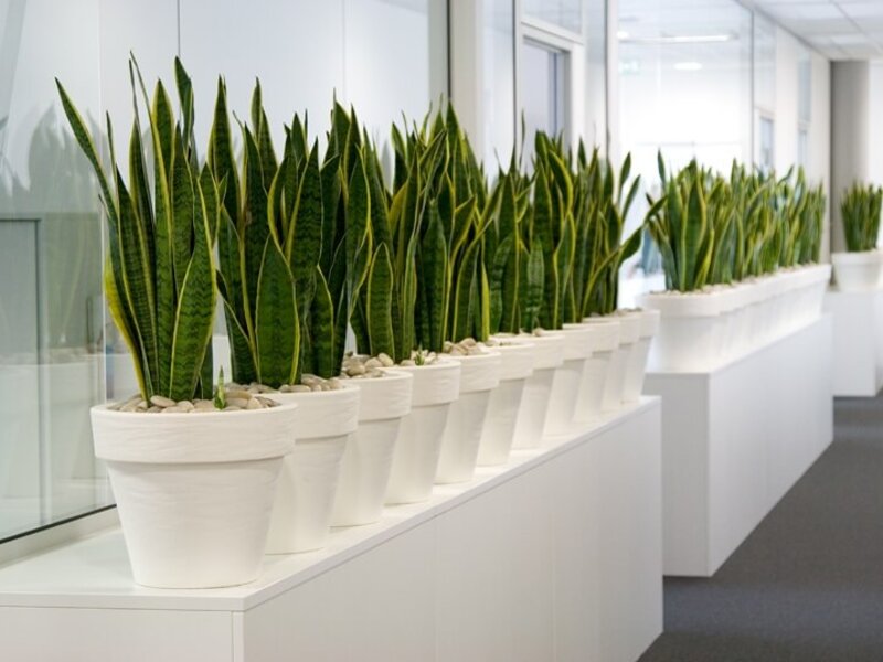 Bürobegrünung