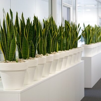 Bürobegrünung