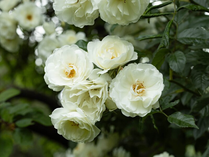 Bienengarten