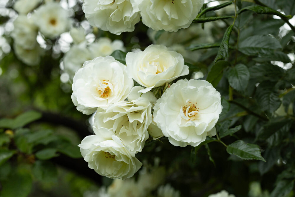 Bienengarten