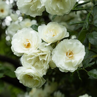 Bienengarten