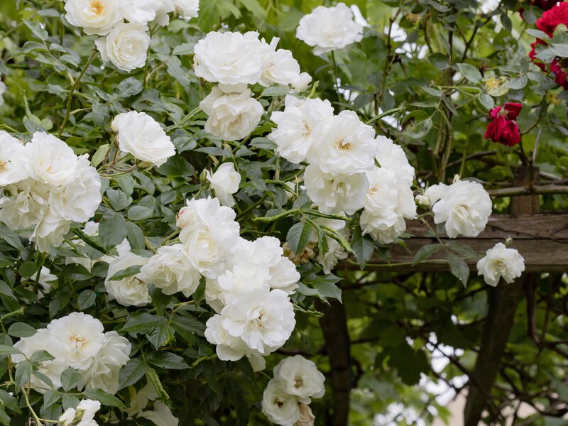 Bienengarten
