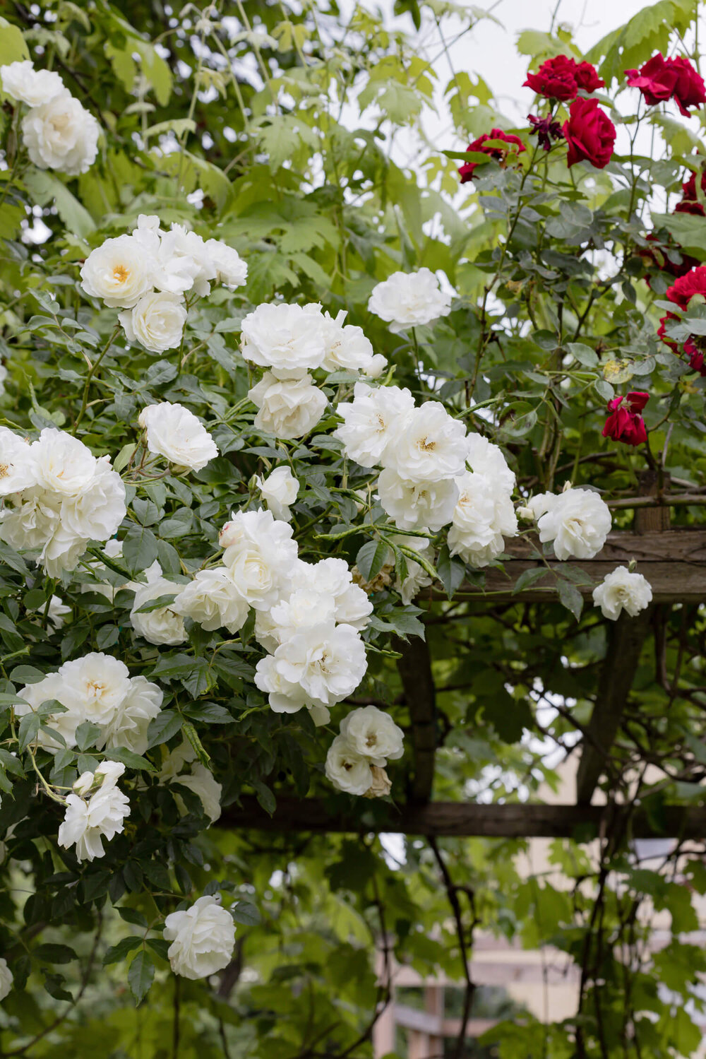 Bienengarten