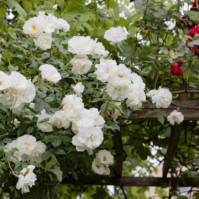 Bienengarten
