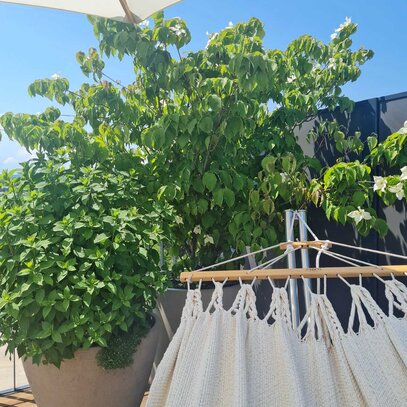 Chillout - Terrasse