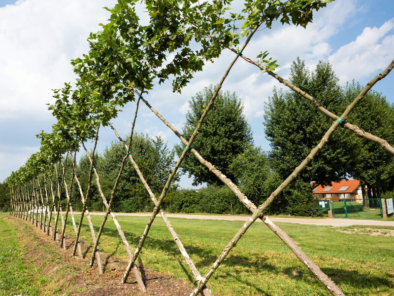 Crazy Trees aus Eigenproduktion