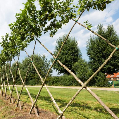 Crazy Trees aus Eigenproduktion