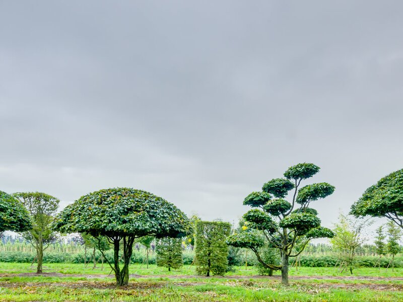 Crazy Trees aus Eigenproduktion