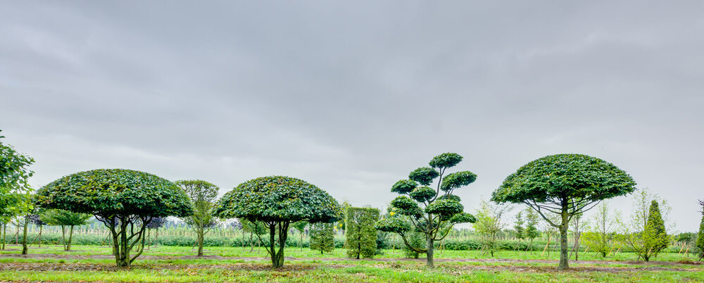 Crazy Trees aus Eigenproduktion