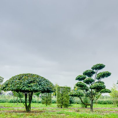 Crazy Trees aus Eigenproduktion