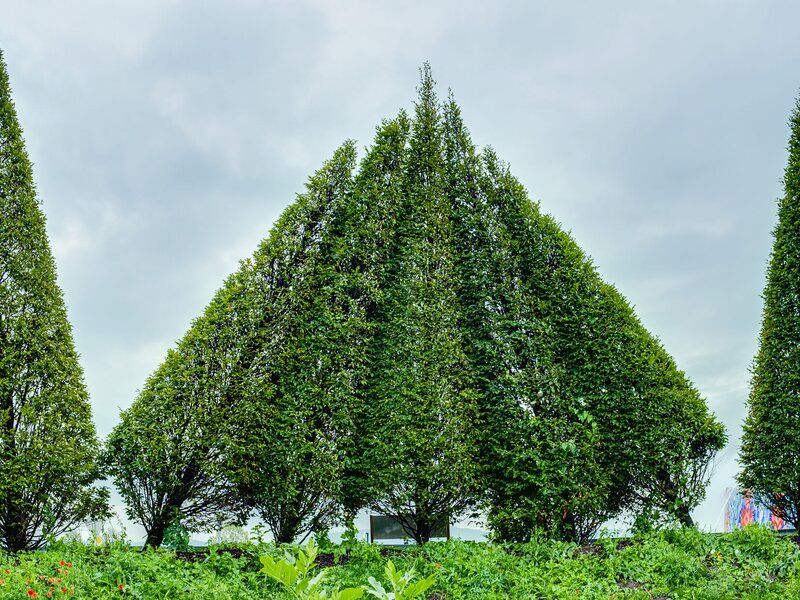 Crazy Trees aus Eigenproduktion