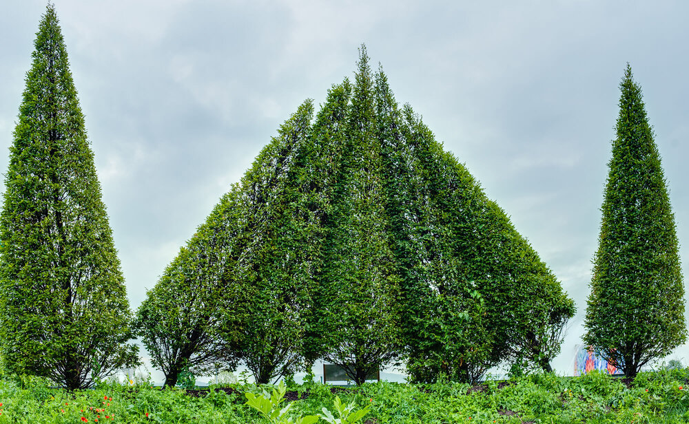 Crazy Trees aus Eigenproduktion