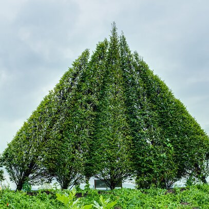 Crazy Trees aus Eigenproduktion