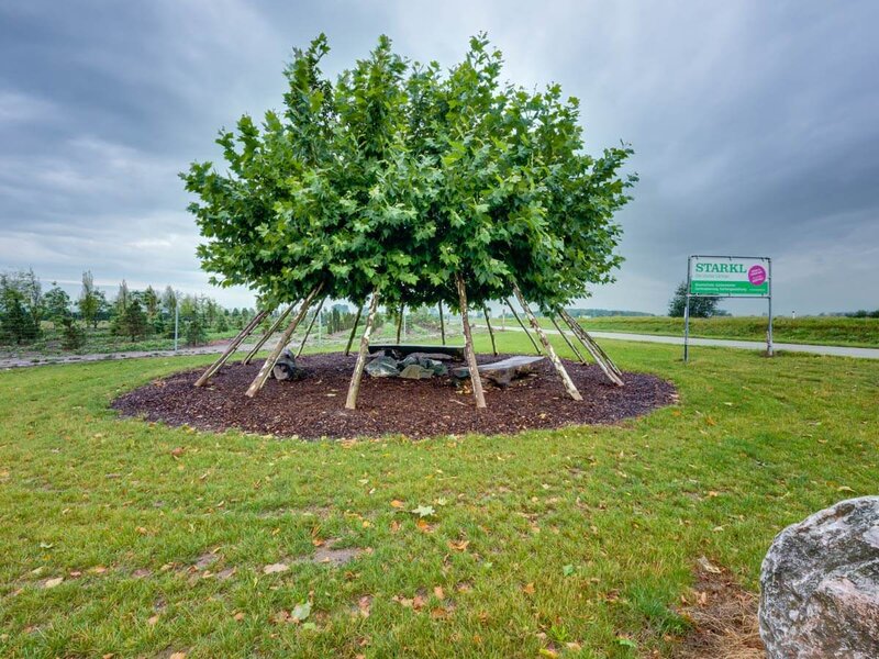 Crazy Trees aus Eigenproduktion