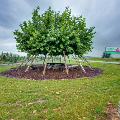 Crazy Trees aus Eigenproduktion