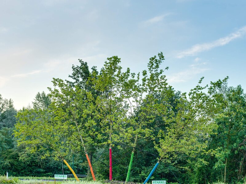 Crazy Trees aus Eigenproduktion