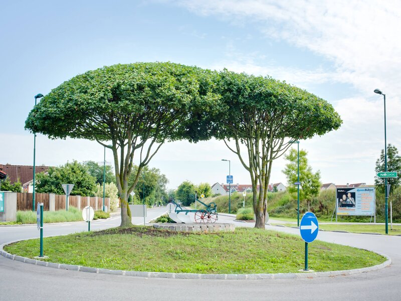 Crazy Trees aus Eigenproduktion | Gartengestaltung & Gartenplanung vom ...