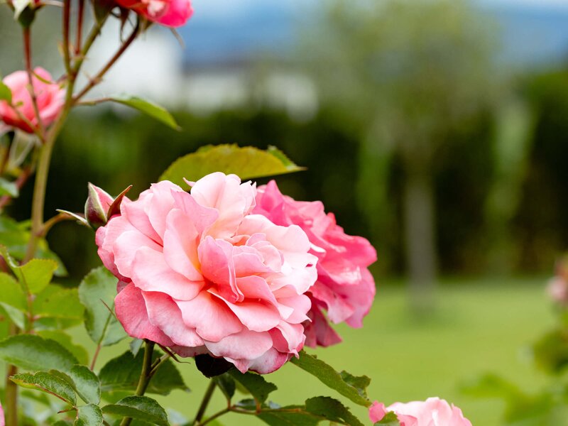 Extravaganter Garten