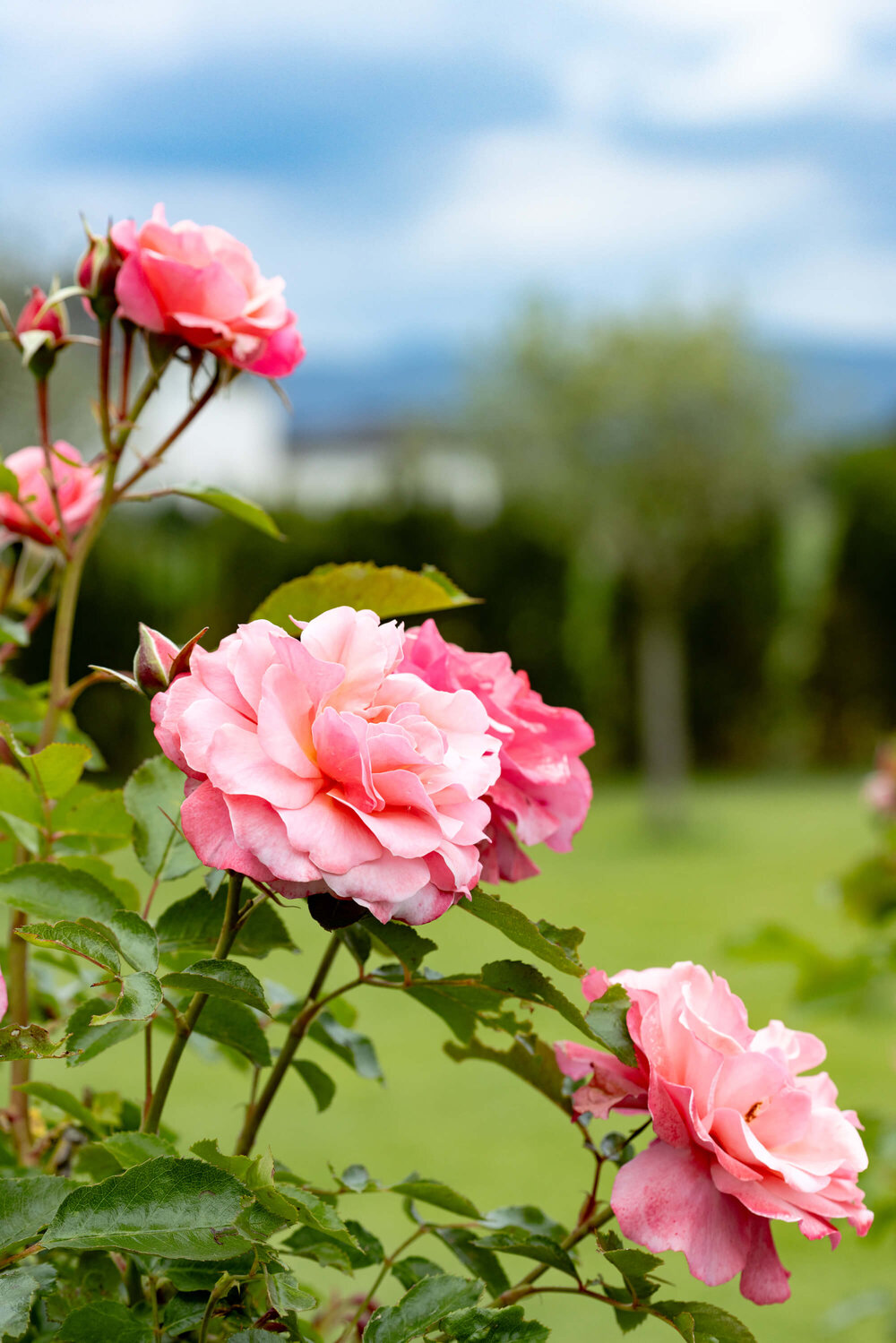 Extravaganter Garten