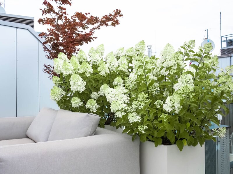 Moderne Terrasse
