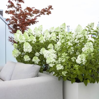 Moderne Terrasse