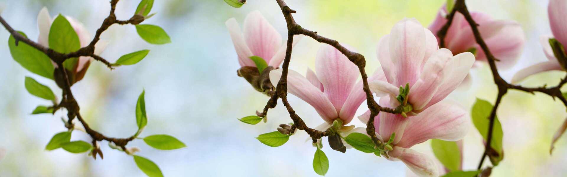 Magnolienblüte auf Ast im Frühling